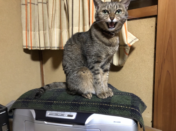 元旦！