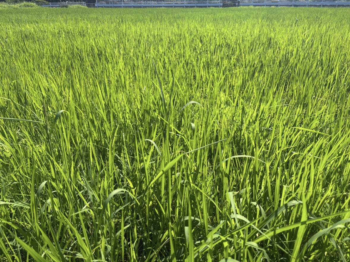 もうちょい頑張って