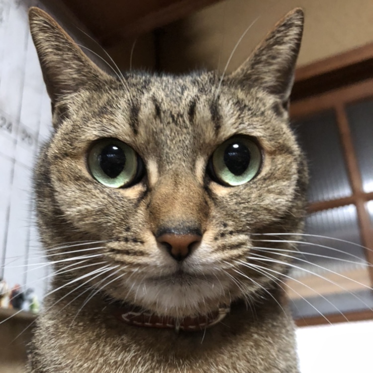 本日はイイジニャーの日！