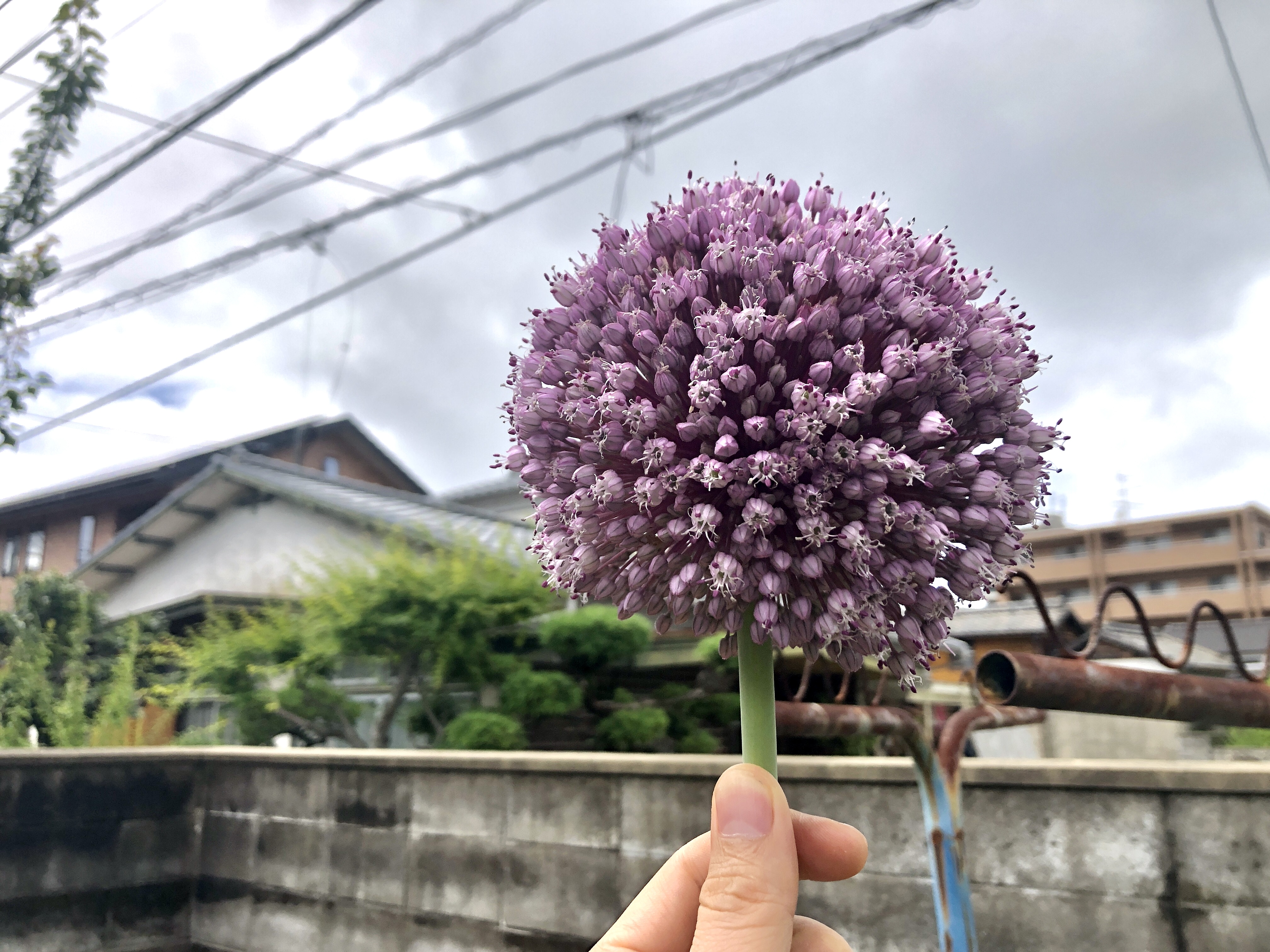 ニンニク坊主
