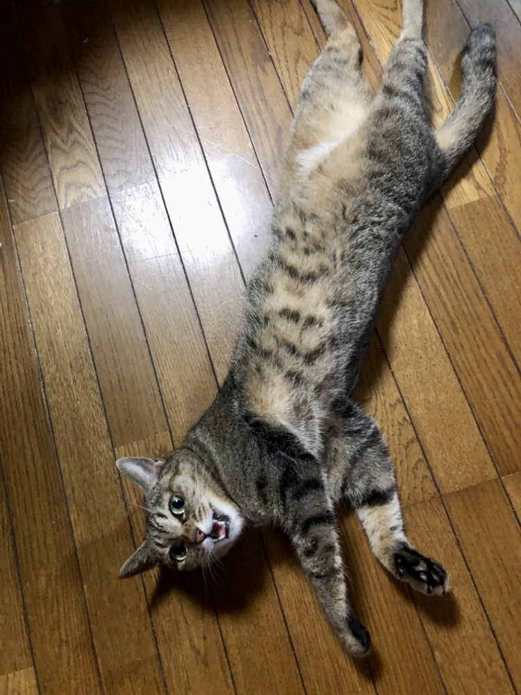 溶ける猫