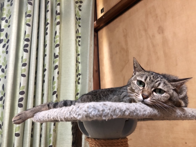 猫のベチャ寝は可愛い
