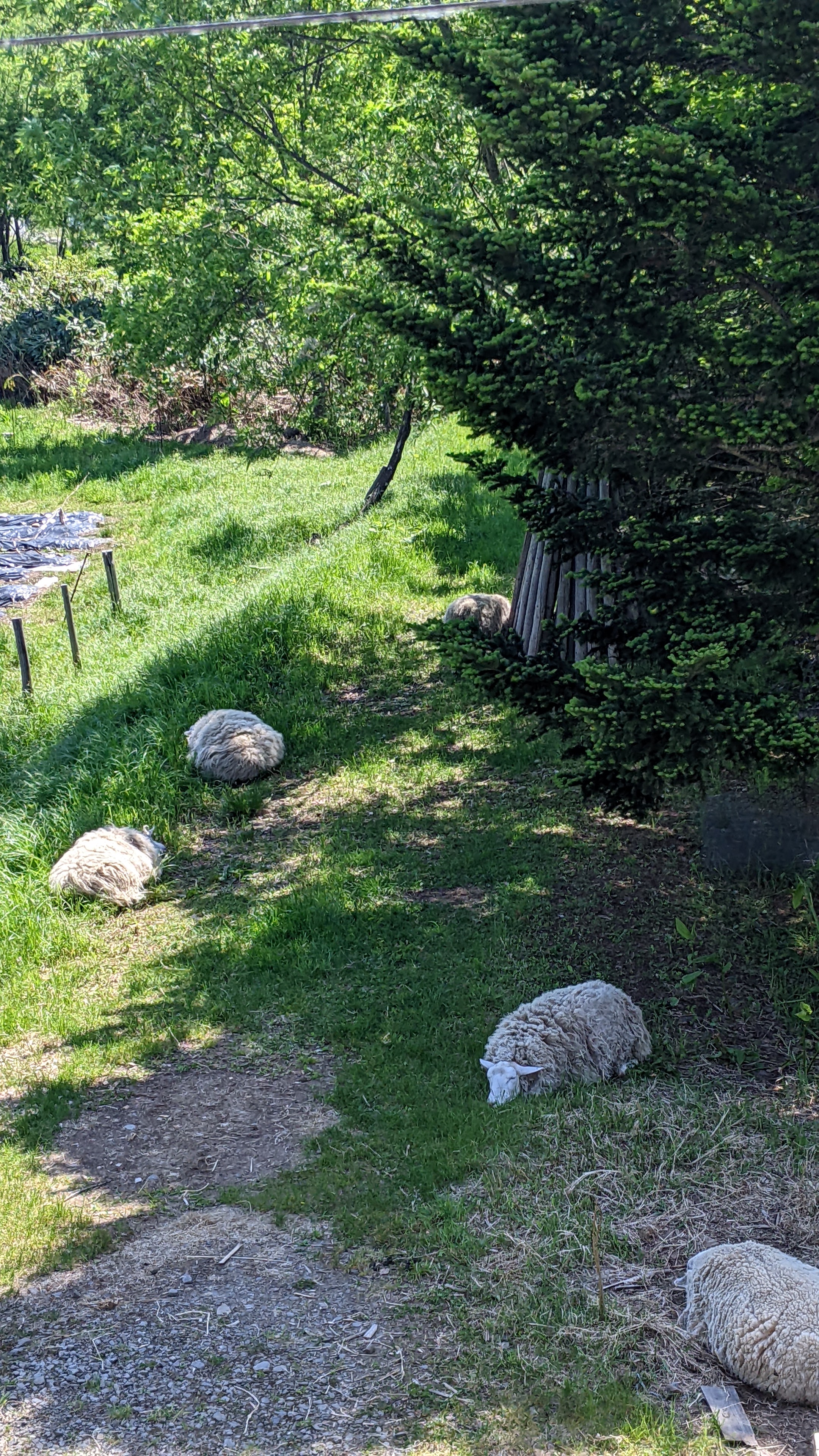 今年のお下がり