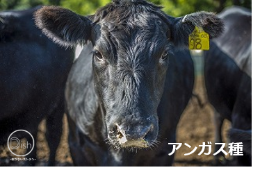 なぜカナダビーフはおいしいの？