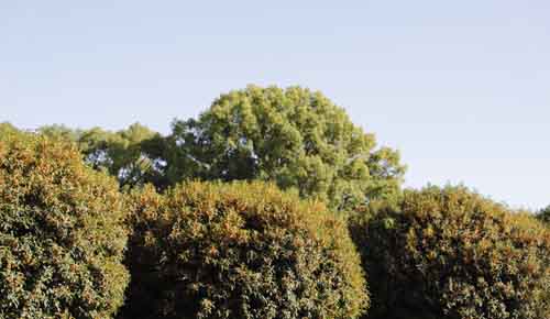 錦ヶ丘公園からあまぁい香