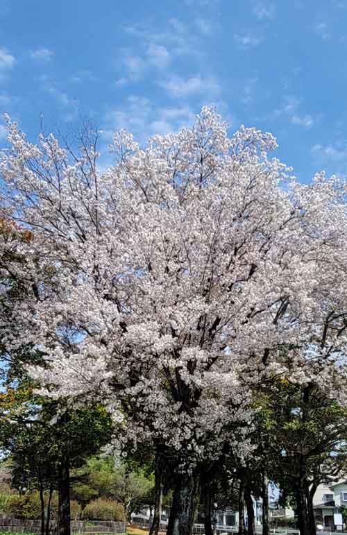 ふっくらバルーンシルエットのワンピース　２カラー