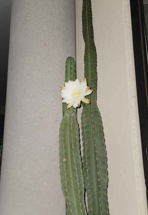 サボテンの花