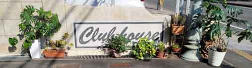 快晴に日向ぼっこのグリーンたち