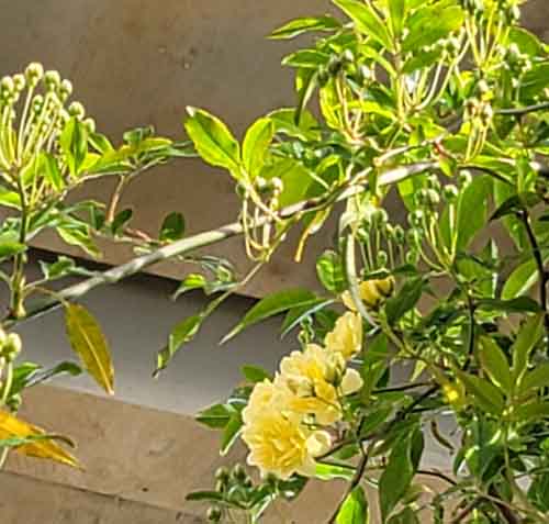 モッコウバラが咲きました。