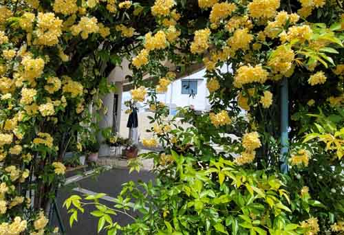 ほんわりのいいお天気です