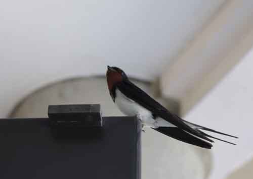 ツバメたちが初夏を連れて来た！