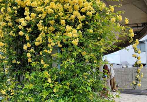 クラブハウスおもてなしの花たち