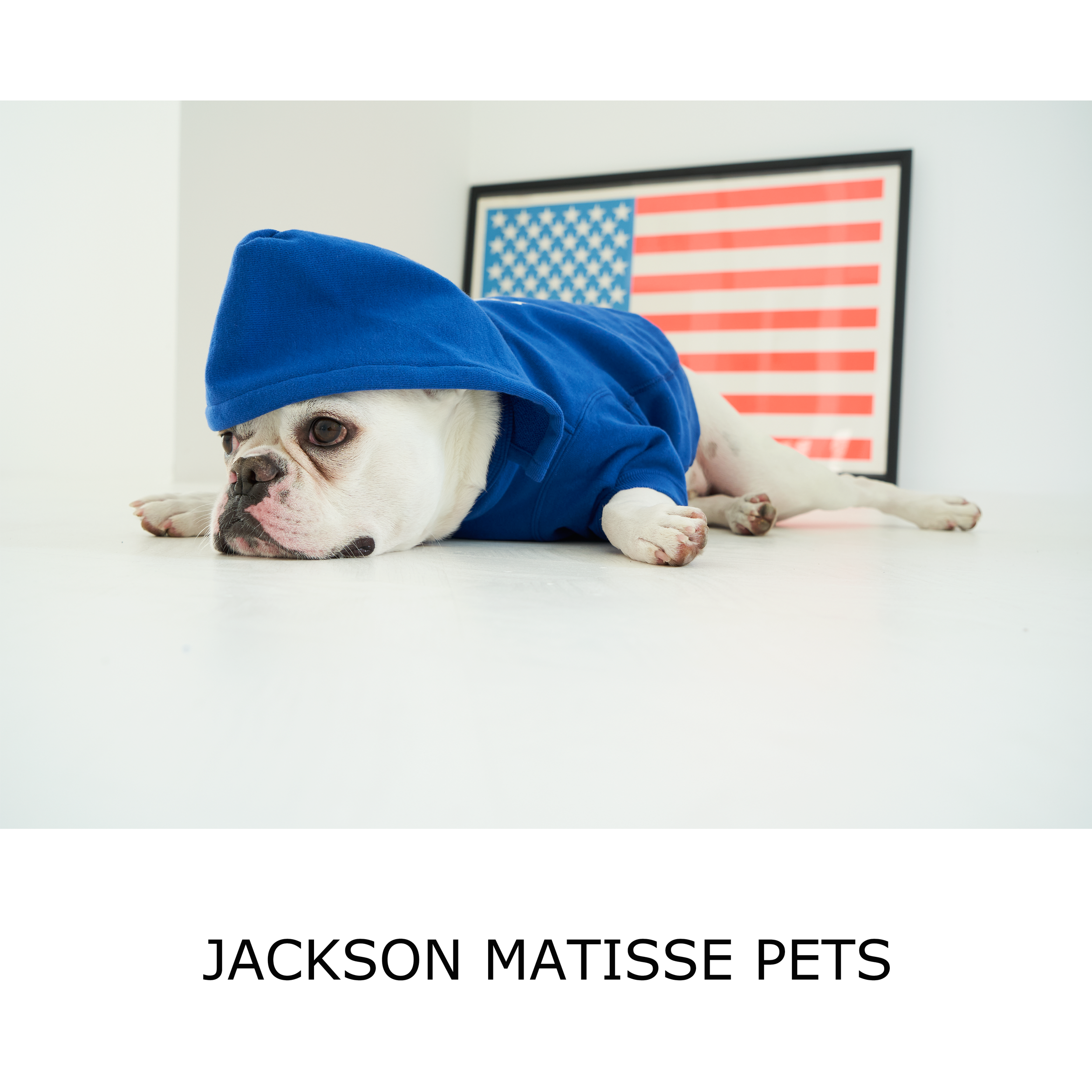 JACKSON MATISSE PETS 20aw 10/2発売！！！！！