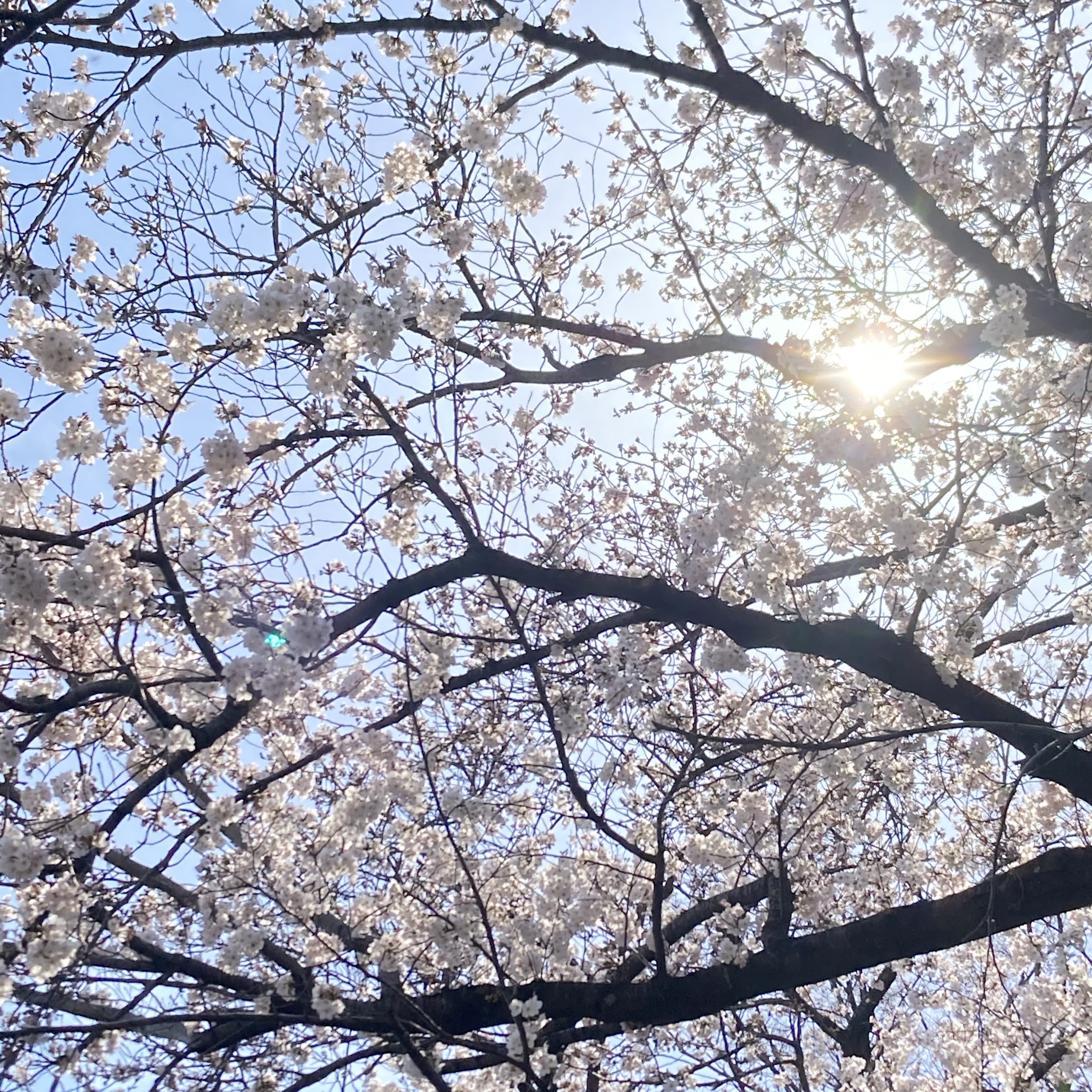 春めく《いろんな春がめくめく》