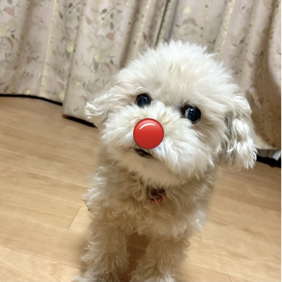 添い寝をしてくれる犬《やる事なす事全てが癒しです》