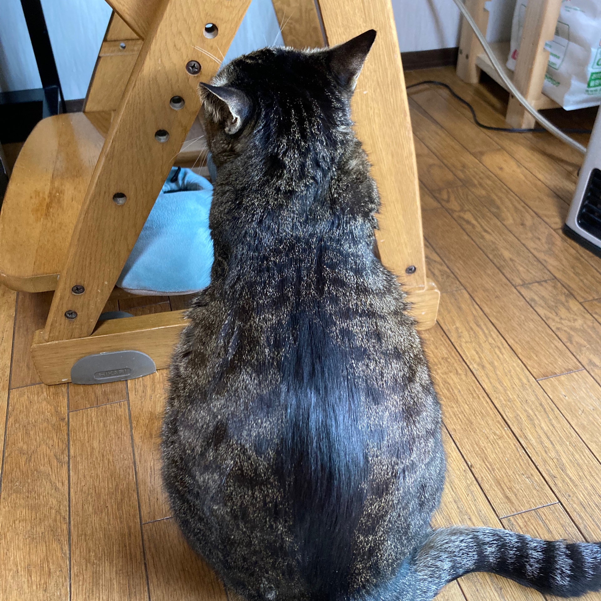 そもそも犬派ですがナニカ？《ニャンも可愛いと最近気づきましたがソレガナニカ？》