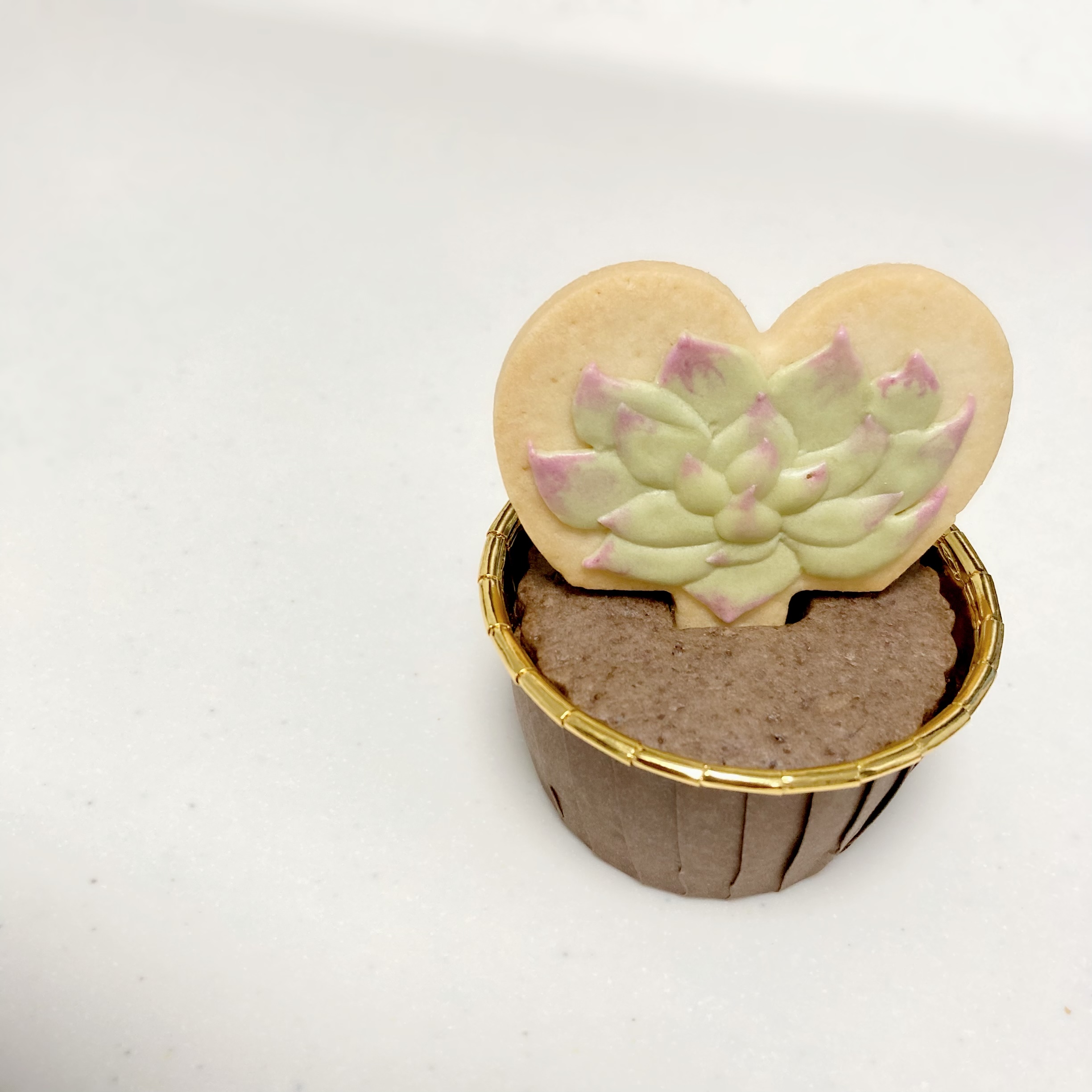 多肉植物《ひとときハマって今でも好きょ》