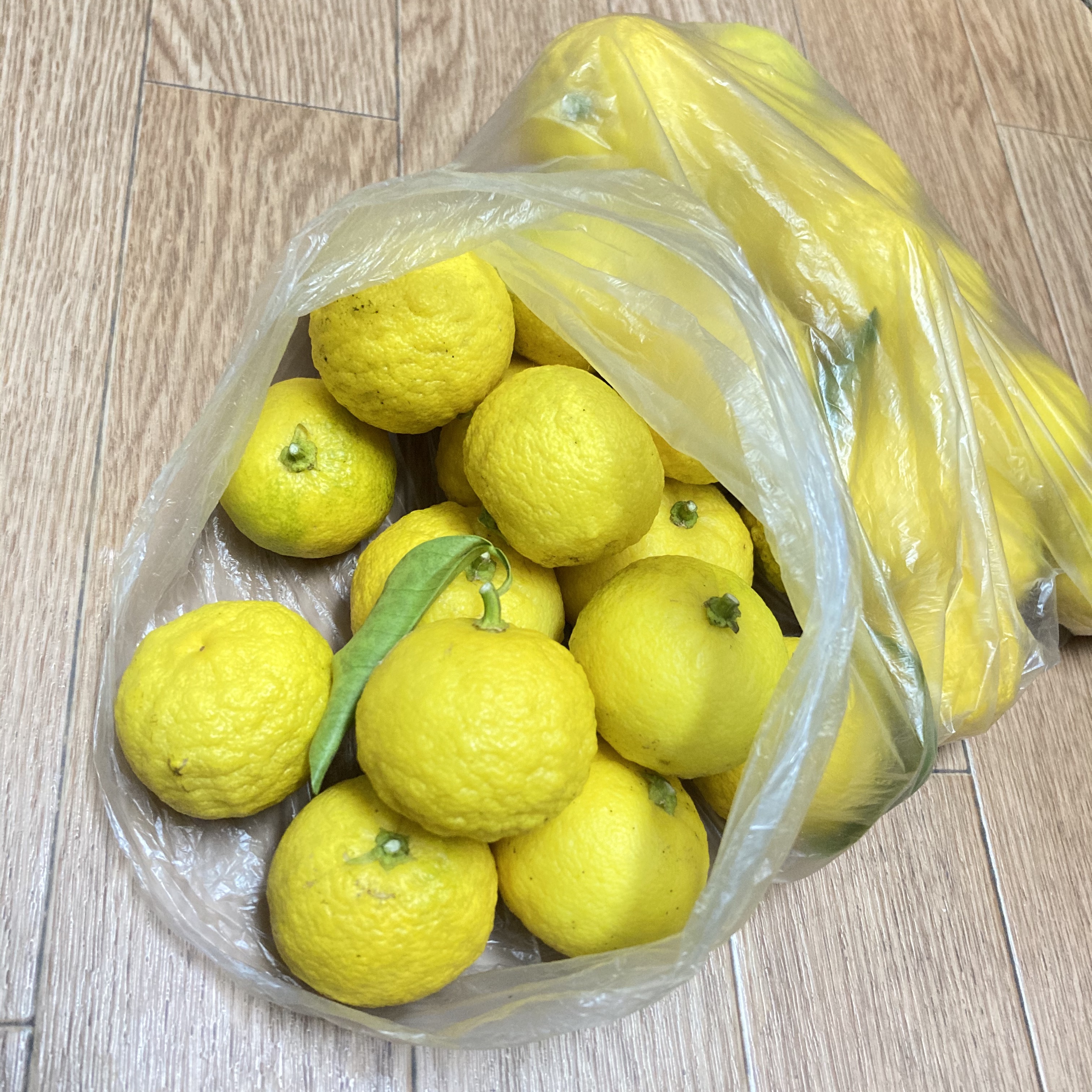 食用菊《初めての食材は、大概揚げ物を試してる気がする》
