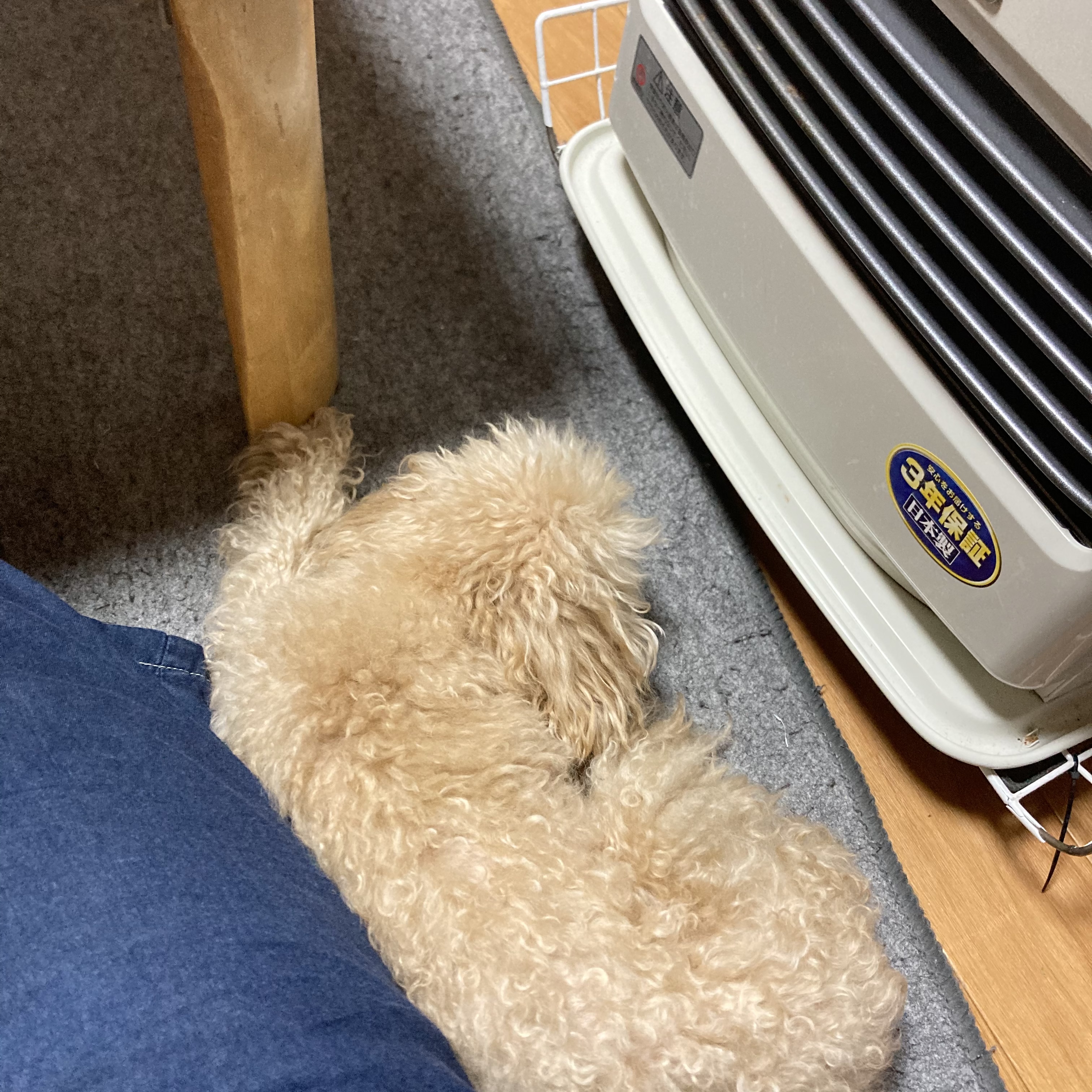 今日はワンコ《介護を意識した日》