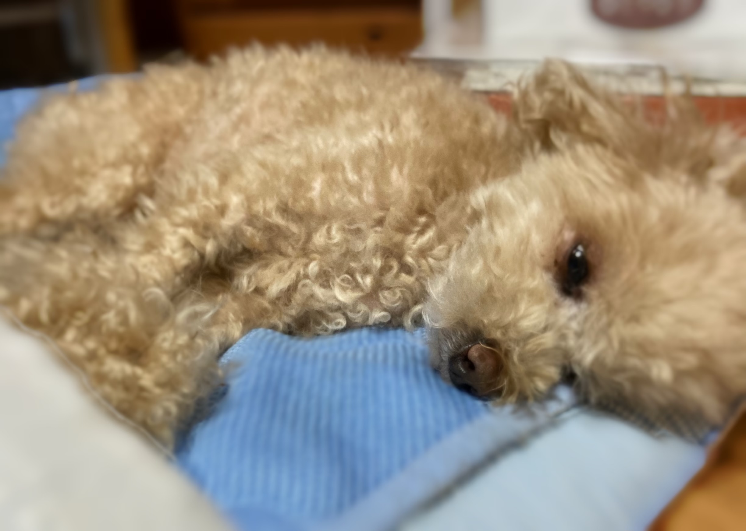 7月終盤梅雨明けませんッッッ！