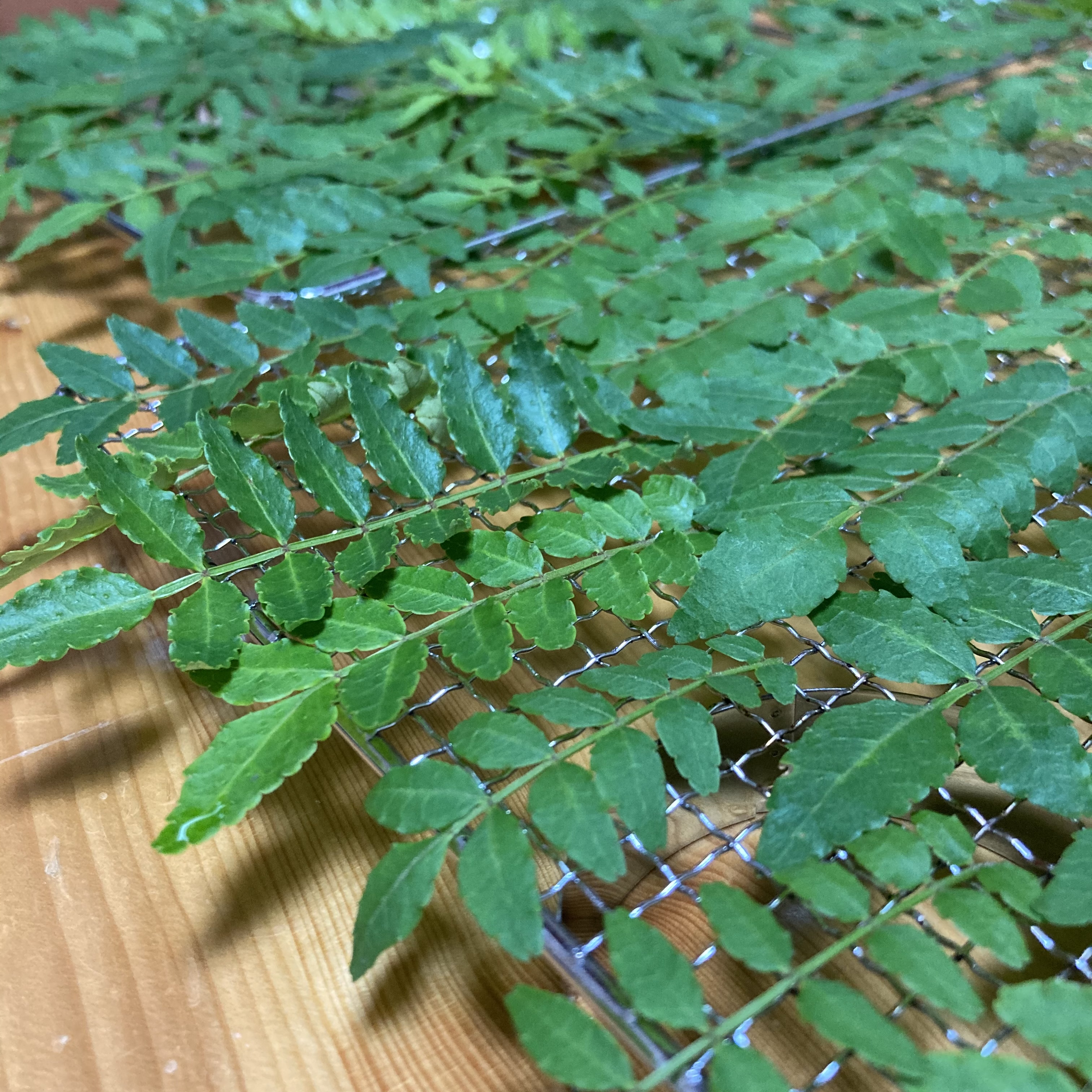 やること山盛りですが思いついたら手を出さずにいられない《悲しい性》