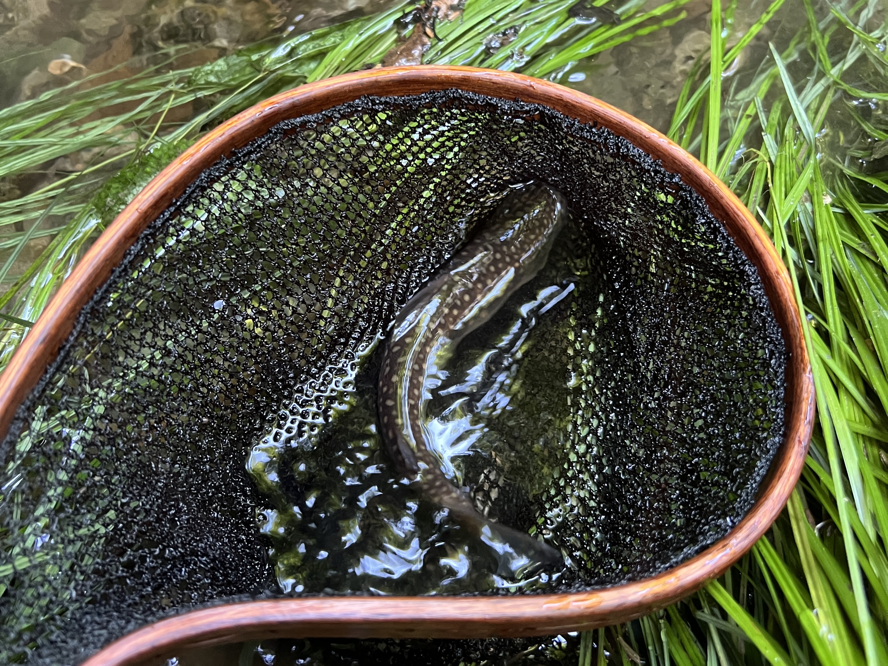 雨続きの晴れ日