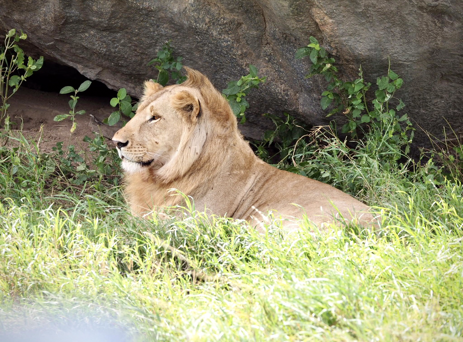 ライオンの雄　in セレンゲティ国立公園
