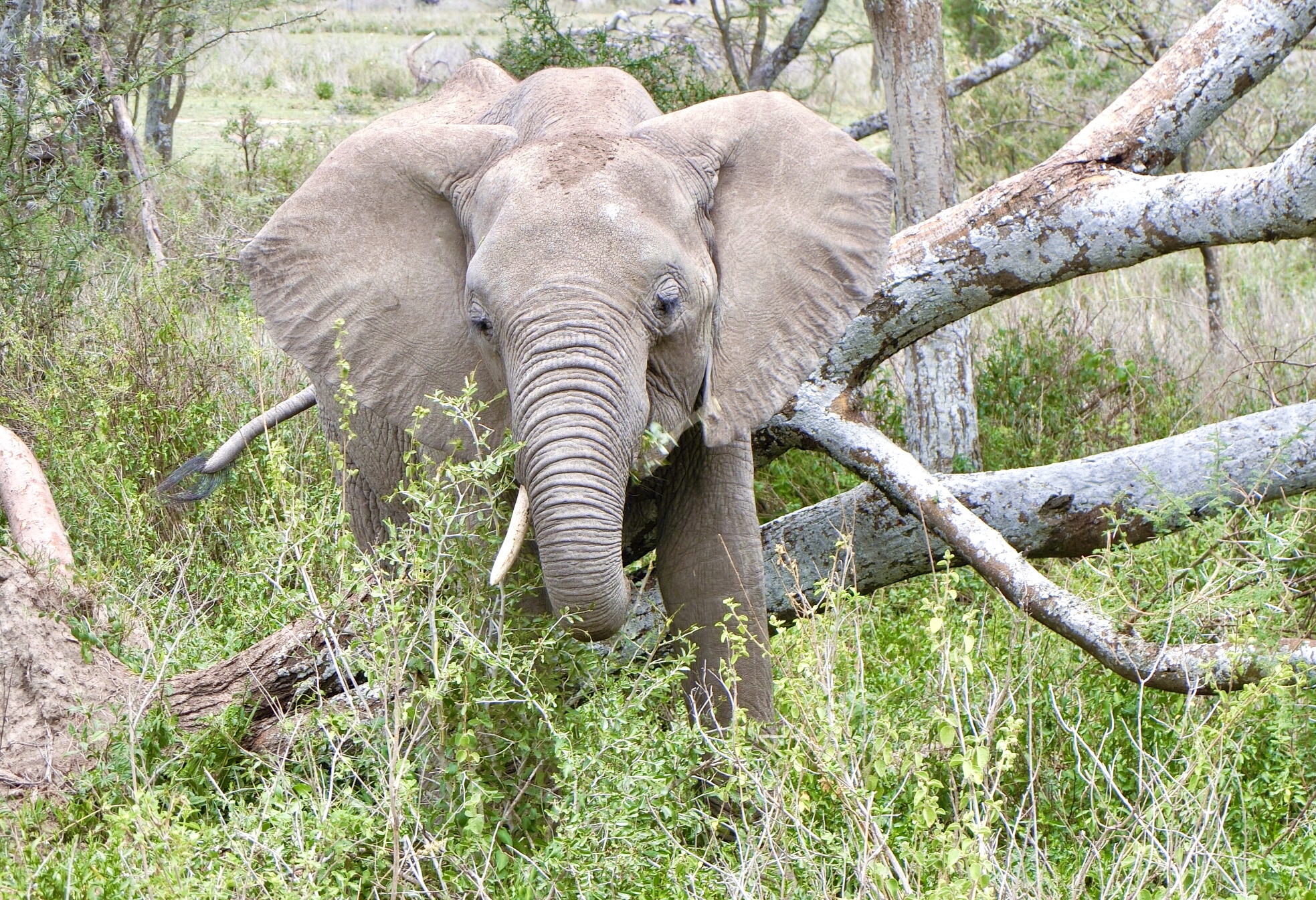 サバンナの『食卓』。一番お気に入りの写真がTシャツになりました。