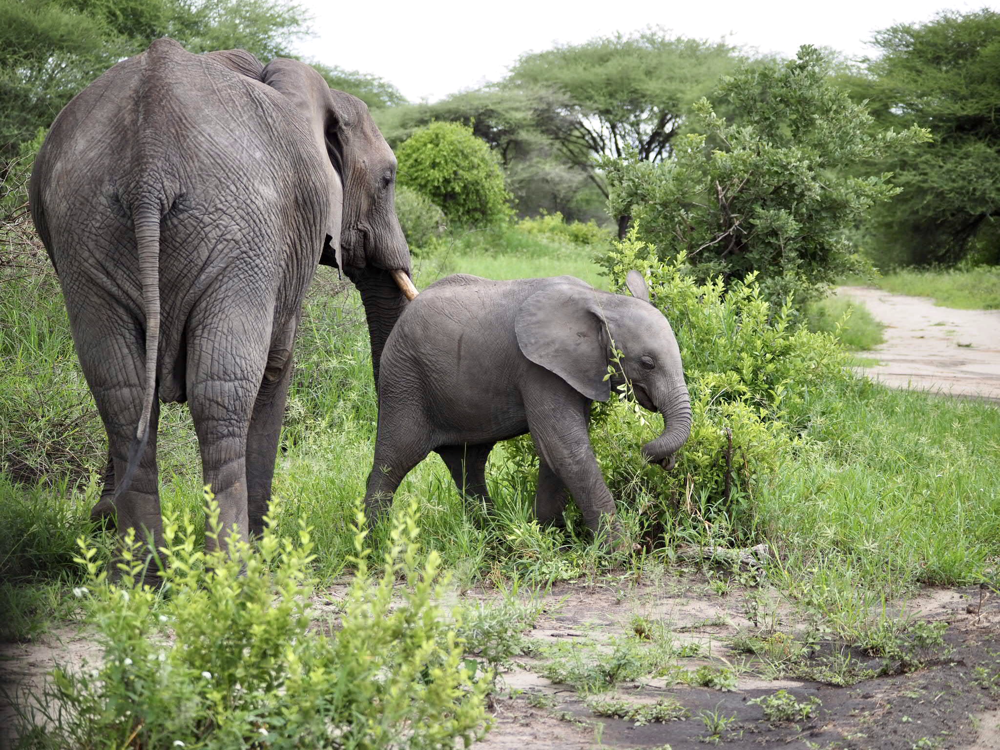鼻を高く上げ元気に歩く子象と花咲く街のアート