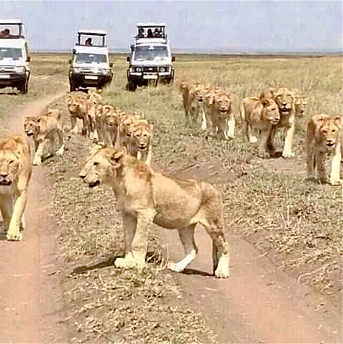 タンザニアの友人からの写真　ライオン