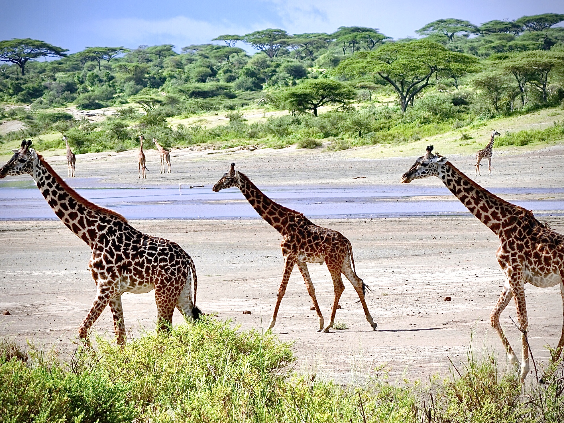見渡す限り、キリン、キリン、キリン🦒✨