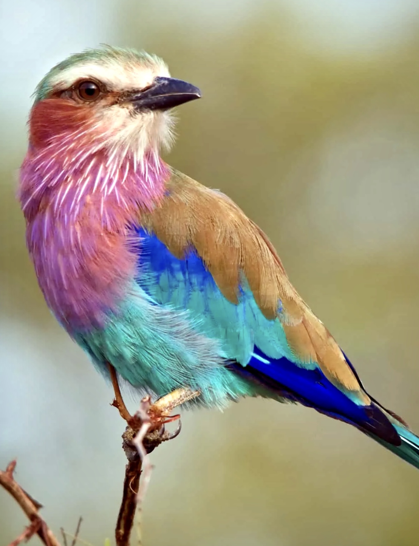 Lilac-breasted_Roller