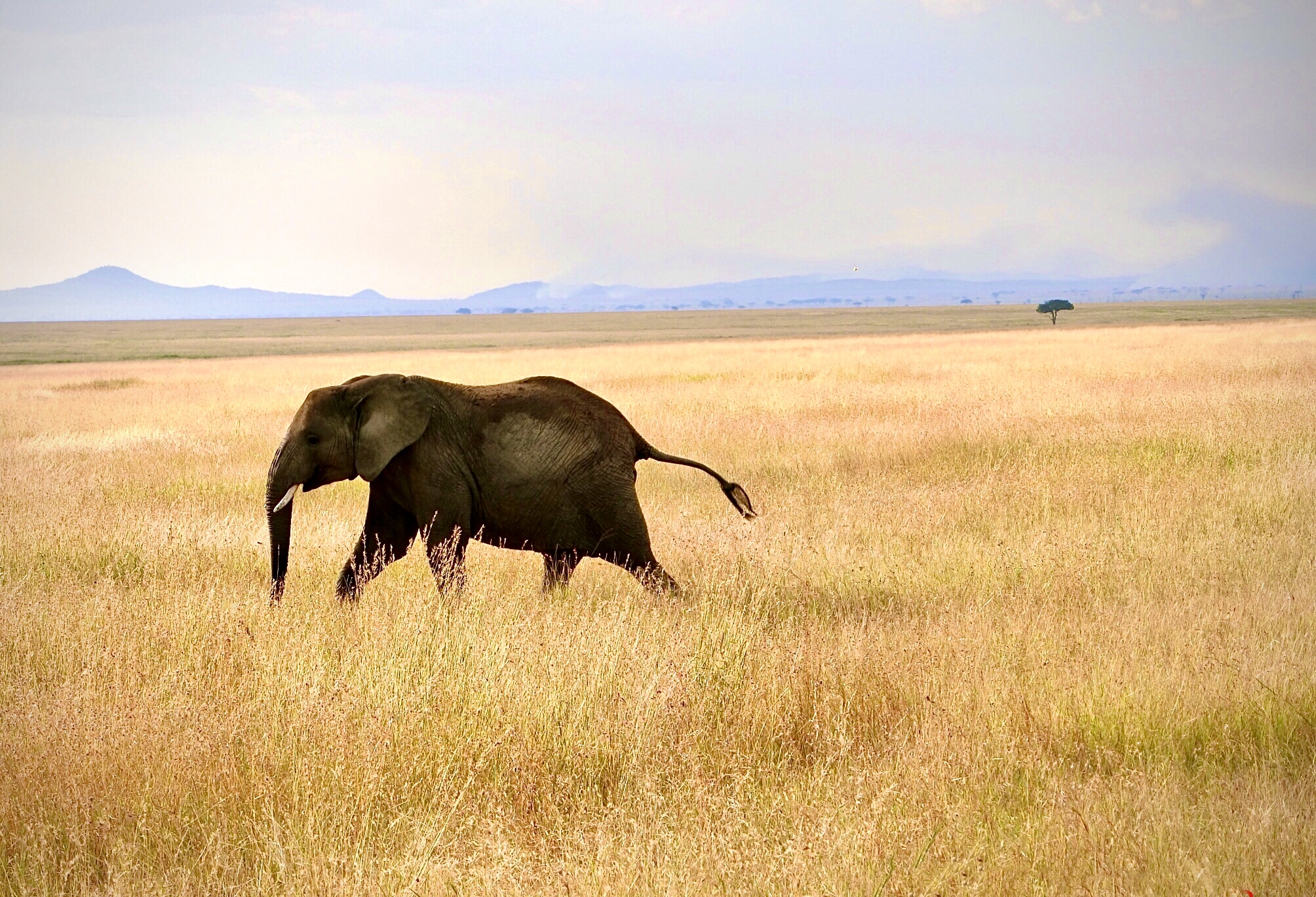 初めてのタンザニアで遭遇した象の大群