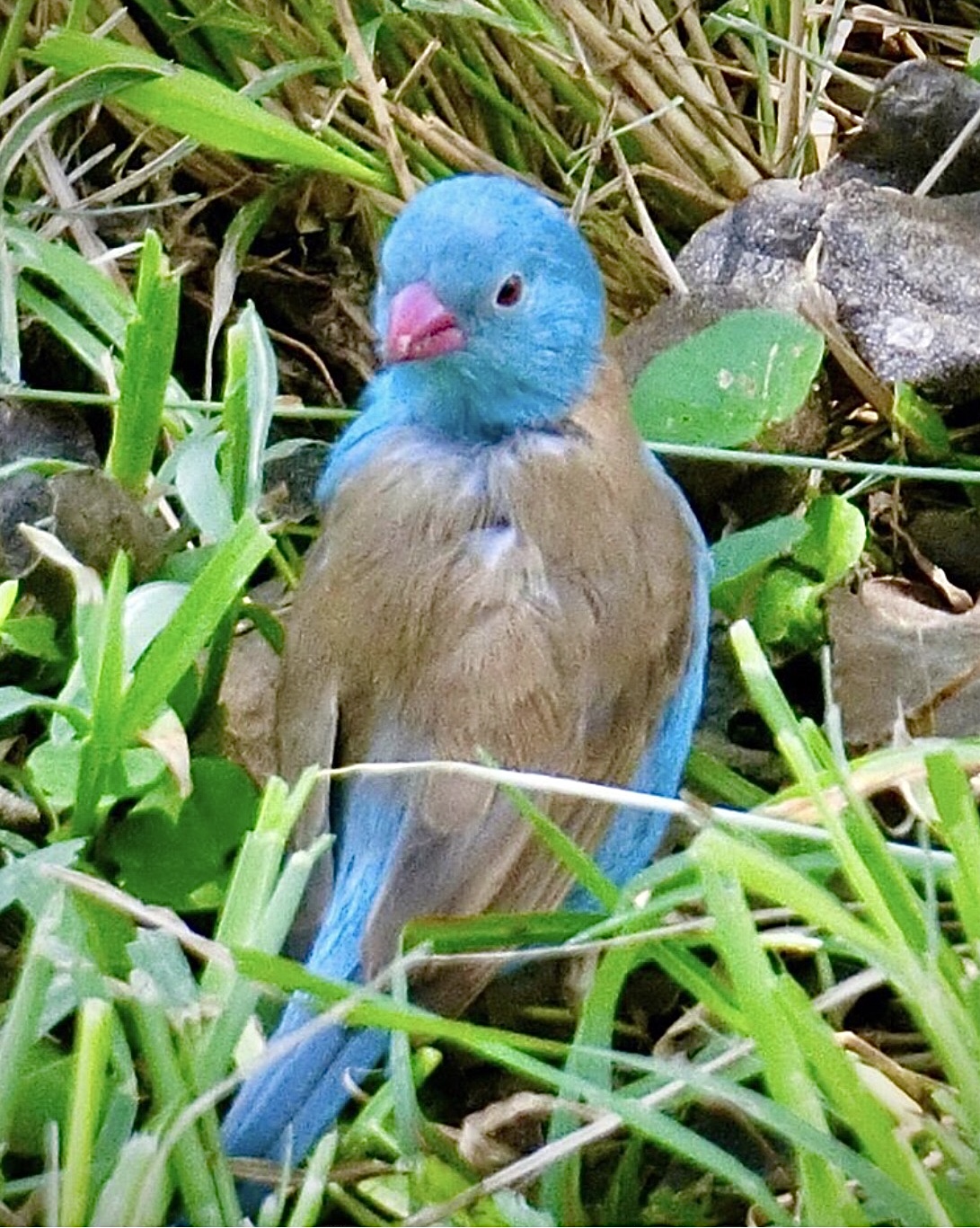 Cordon Bleu　セイキチョウ