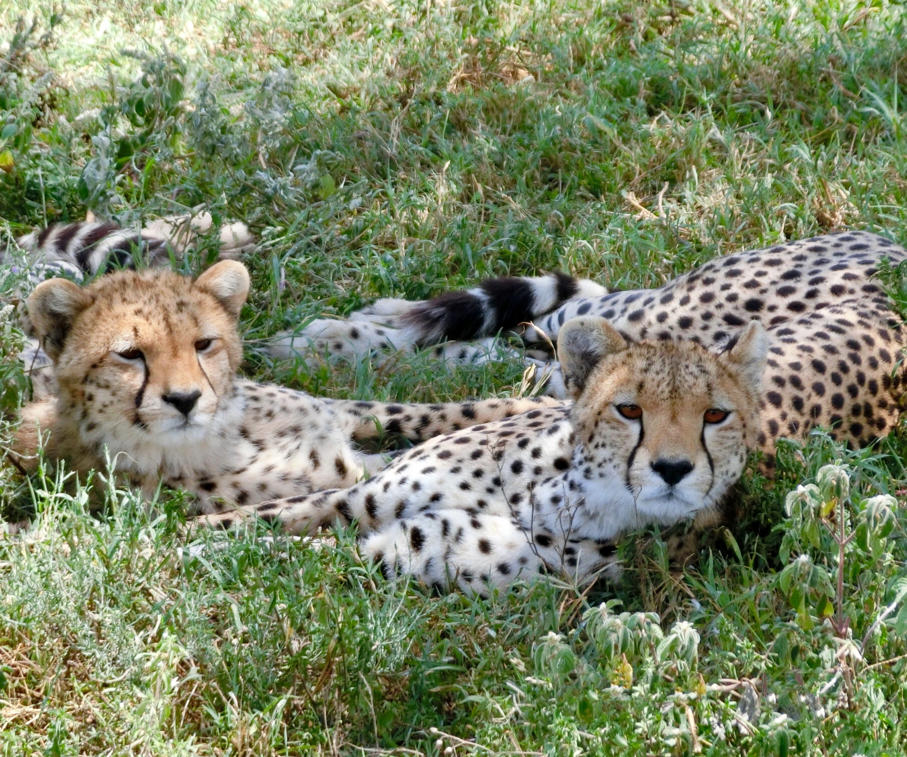 草むらで寛ぐチーターたち Ndutu in Tanzania