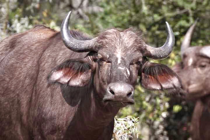 アフリカ バッファロー Cape Buffalo