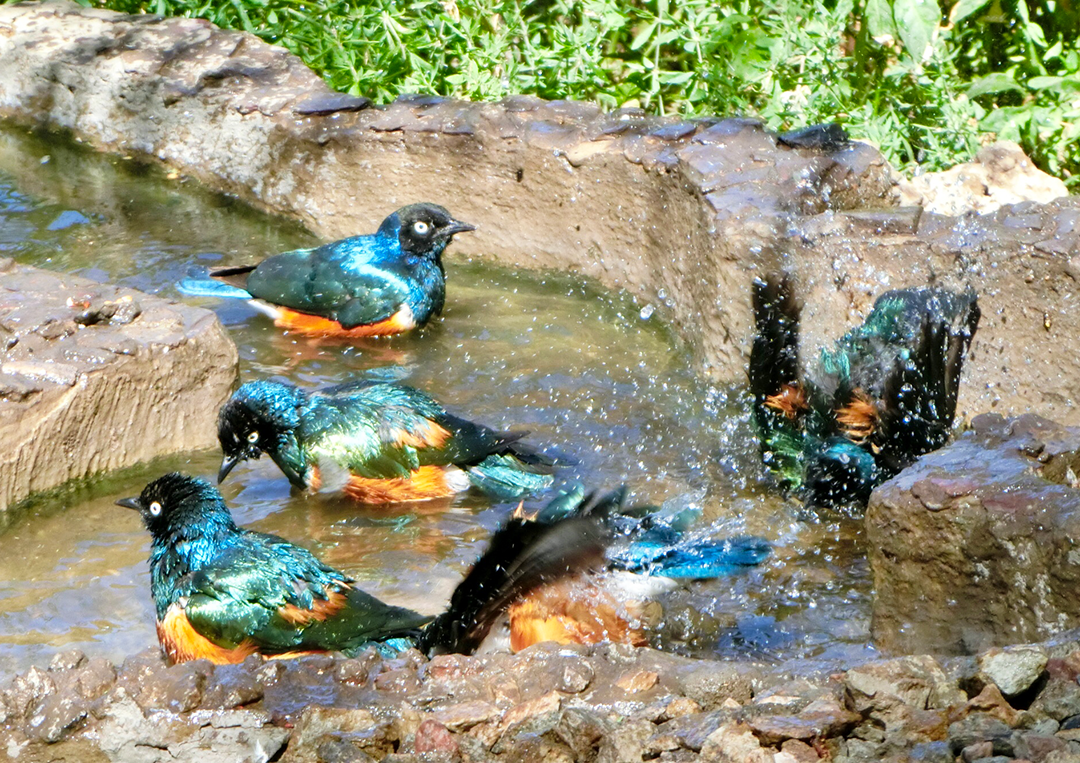 水たまりの宝石と、地平線のランナー。セレンゲティへの道中で出会った光景。