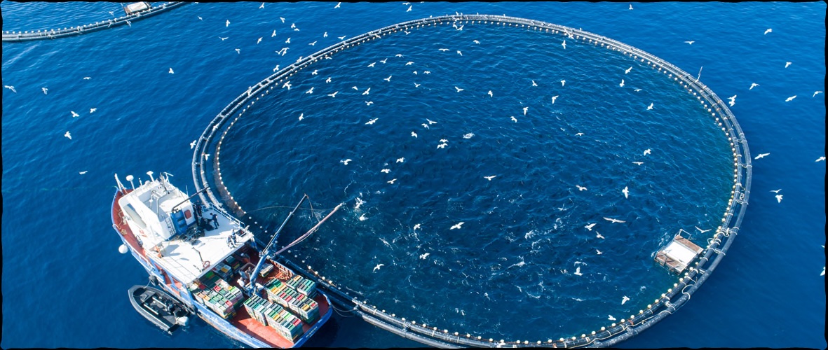 【本マグロ養殖のすべて】世界が注目する“海の畜産”の最前線