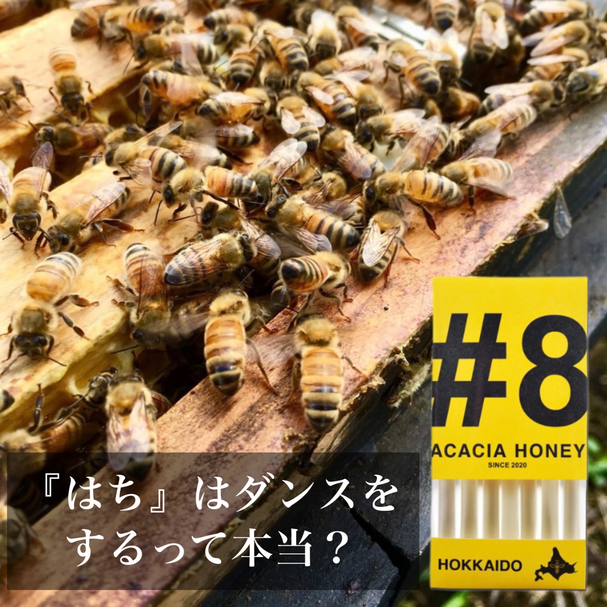 \『はち』はダンスをするって本当？/