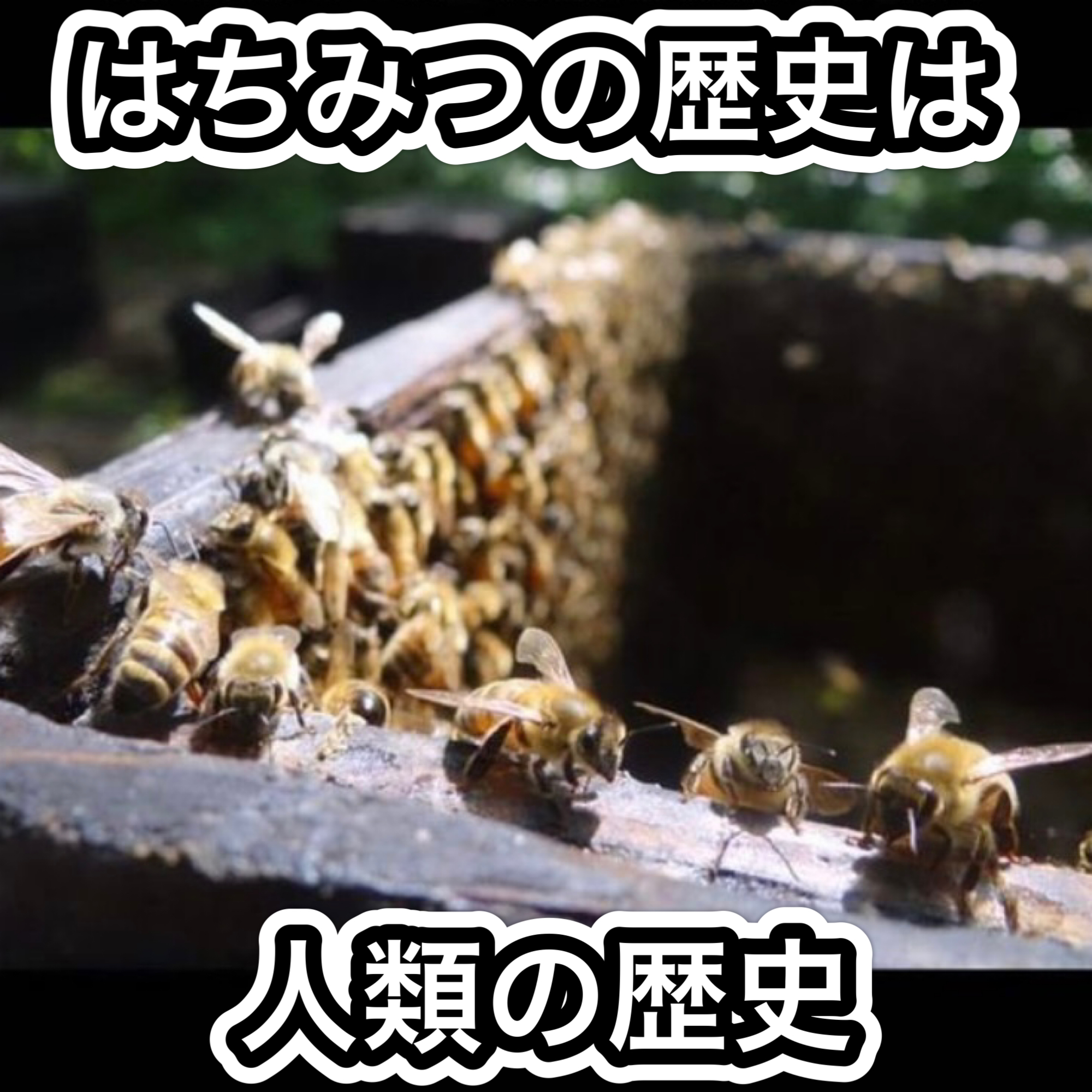 \ はちみつの歴史は人類の歴史 /
