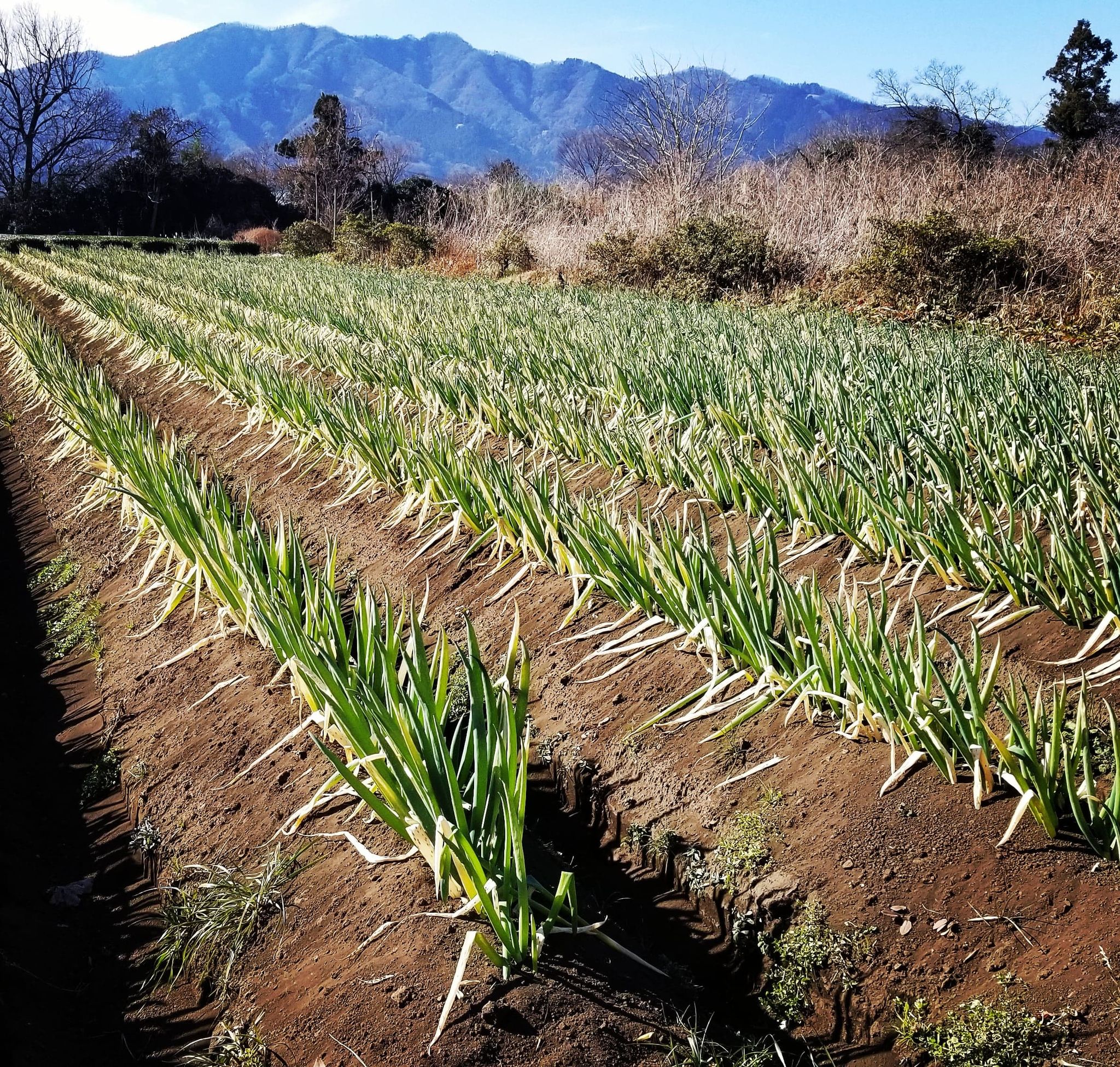 越冬した野菜たち