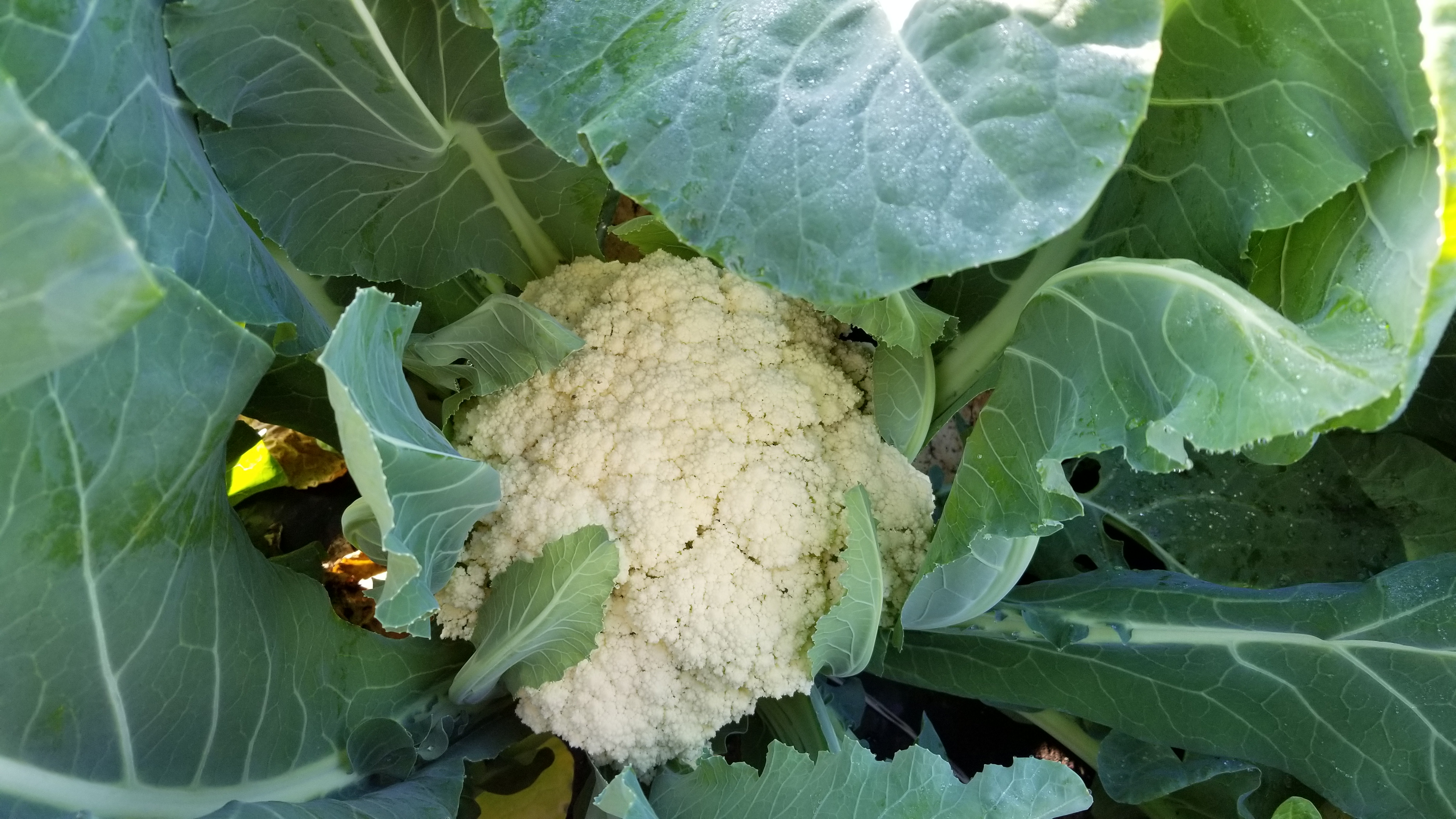 花蕾を楽しむ野菜。