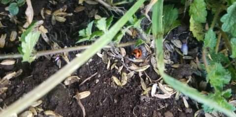 てんとう虫🐞