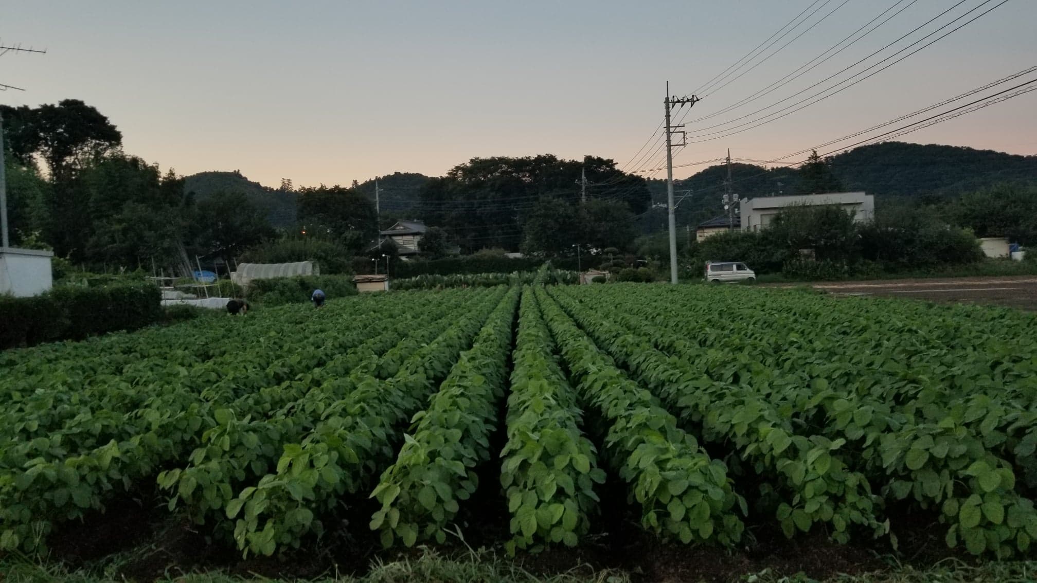 スクスク育つ大豆たち。