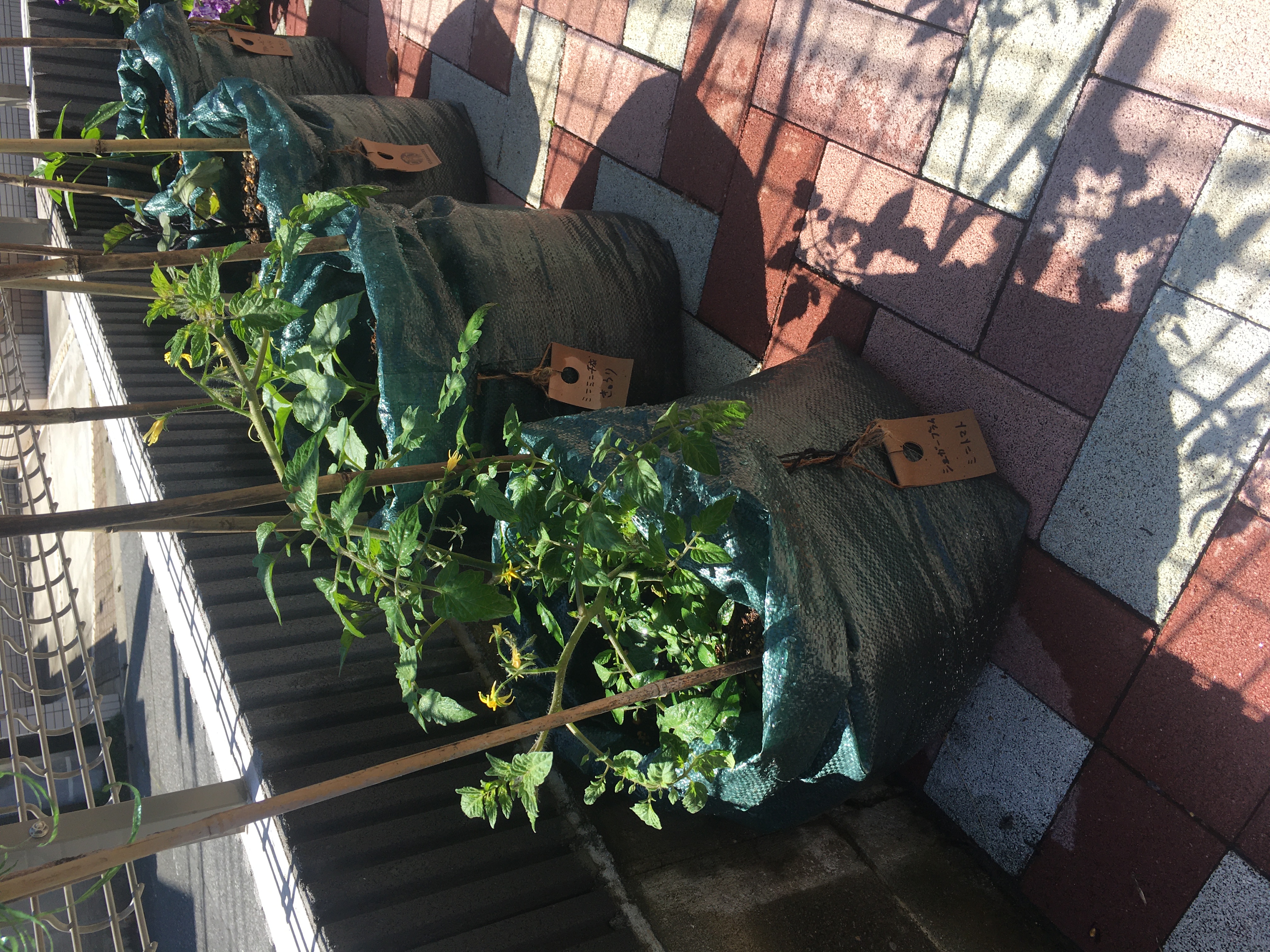 場所が無くても家庭菜園「菜園バッグ」なら大丈夫👌