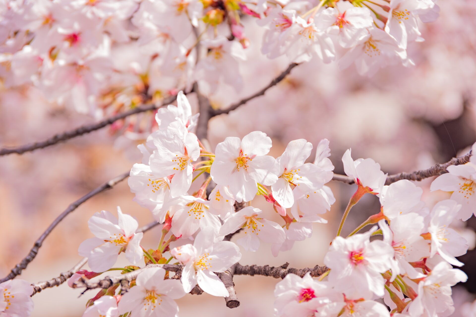 🌸お花見スポット🌸