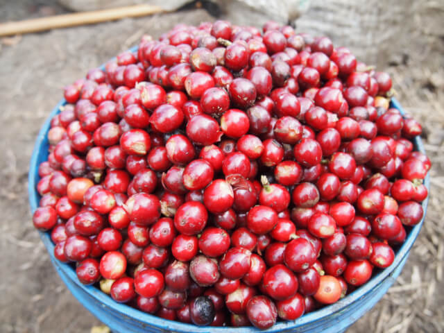 「タンザニア キリマンジャロAA カラツエステート」新発売!!