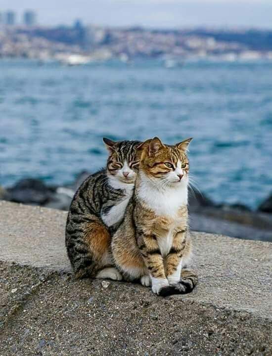 本日より！