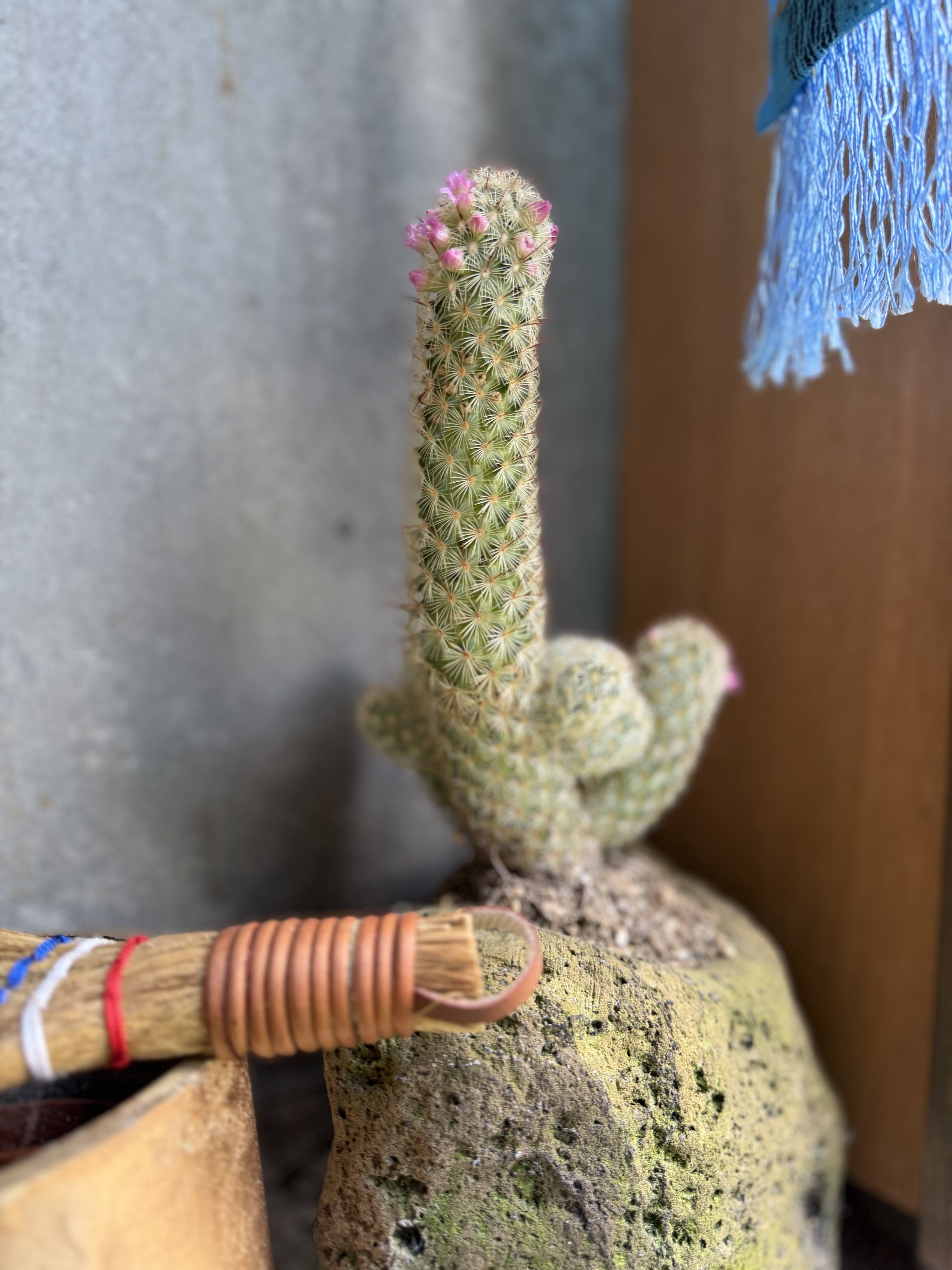 嬉しい