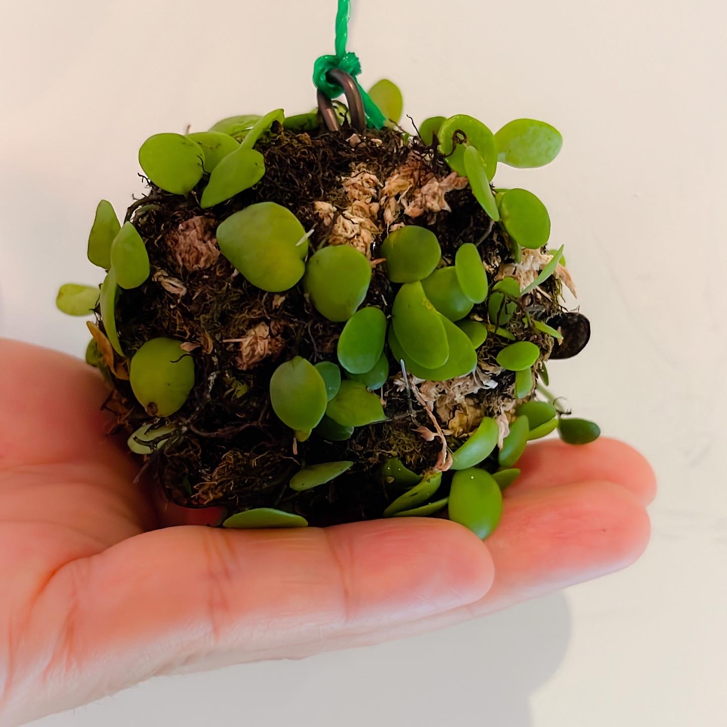 小さな植物たち